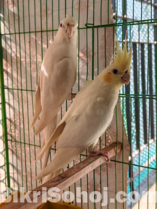 সুপার টেন। কোকাটেল